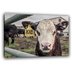 Картина на холсте "Корова" Ru-print . Картина для интерьера дома. Картина на холсте 40х60.