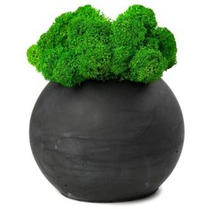 OKTAUR Мох стабилизированный в кашпо Сфера, 12.5 см антрацит
