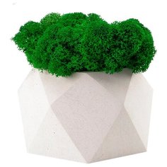 OKTAUR Мох стабилизированный в кашпо Бета, 11 см циркон