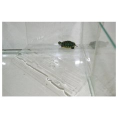 Плотик для черепашек Данко Пл-7, угловой, на дно аквариума, 3х20х21 см