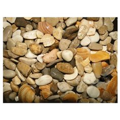 Грунт для аквариума Минерал-Арт-Дизайн Галька морская светлая №4, с ракушкой, 10-15 мм, 2 кг