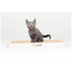 Когтеточка для котят Carton Cat "Junior Slope gray", цвет: серый, 40 х 20 х 4 см