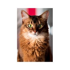 Холст с красками 22х30 см по номерам в коробке (16цв.) Пушистая кошка (Арт. Х-2825) Рыжий кот
