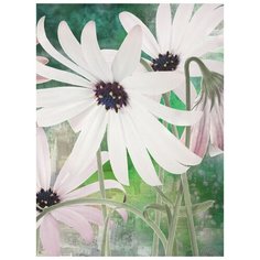 Фотообои Модный Дом "Астры, Остеоспермум" 270x200 см