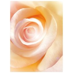 Фотообои Модный Дом "Карамельная роза" 270x200 см