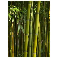 Фотообои Модный Дом "Бамбуковые заросли" 270x200 см