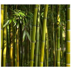 Фотообои Модный Дом "Бамбуковые заросли" 270x300 см