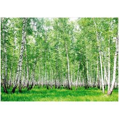 Фотообои Гряда Берез Модный Дом