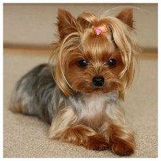 Алмазная мозаика Щенок йорка, Molly 30x30 см.