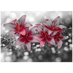 Фотообои Холодная лилия Модный Дом