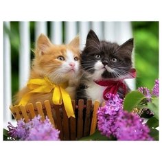 Холст с красками по номерам на подрамнике "Палитра. Рисование по номерам. Милые котята в бантиках", 40х50 см