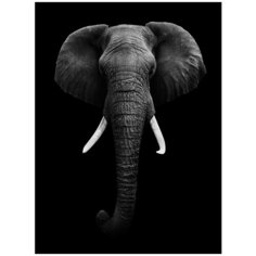 Фотообои DIVINO/T коллекцияСлон ч/б 200х270