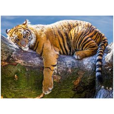 Фотообои DIVINO/L КоллекцияТигр отдыхает 200х147 см