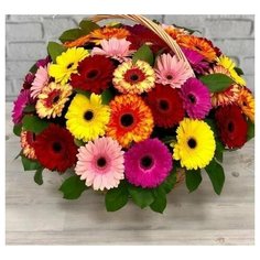 5 цветов Корзина из 51 герберы с зеленью
