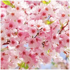 Фотообои "Сакура", 2,70 x 2,70 м (Flizelini 3013-3F)