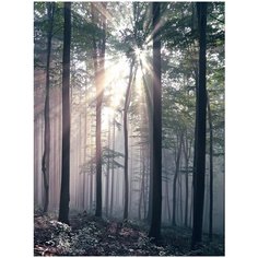 Фотообои Лес в лучах солнца/ Красивые уютные обои на стену в интерьер комнаты/ 3Д расширяющие пространство/ На кухню в спальню детскую зал гостиную прихожую/ размер 200х270см/ Флизелиновые