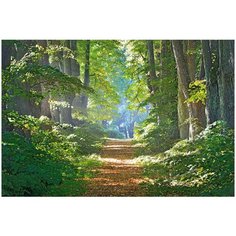 Фотообои Лес и тропинка/ Красивые уютные обои на стену в интерьер комнаты/ 3Д расширяющие пространство/ На кухню в спальню детскую зал гостиную прихожую/ размер 400х270см/ Флизелиновые