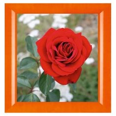 Алмазная мозаика Милато "Роза Ред Вельвет" N-287 Milato