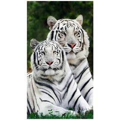 Алмазная мозаика алмазное хобби "Тигры альбиносы" 0305