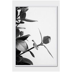 Черно-белый постер на стену для интерьера Postermarkt Листья растения №2, постер в белой рамке 50х70 см, постеры картины для интерьера в белой рамке