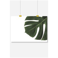 Постер на стену для интерьера Postermarkt Монстера на белом фоне, размер 40х50 см, постеры картины для интерьера в тубусе