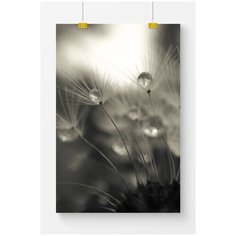 Постер на стену для интерьера Postermarkt Макро одуванчик №2, размер 40х50 см, постеры картины для интерьера в тубусе