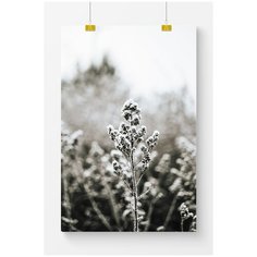 Постер на стену для интерьера Postermarkt Зимние растения №3, размер 40х50 см, постеры картины для интерьера в тубусе