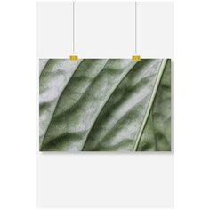 Постер на стену для интерьера Postermarkt Зеленый лист макро, размер 40х50 см, постеры картины для интерьера в тубусе