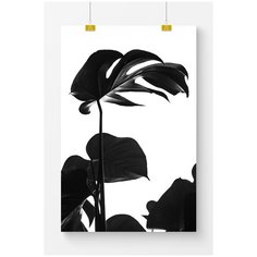 Постер на стену для интерьера Postermarkt Черно белая монстера, размер 40х50 см, постеры картины для интерьера в тубусе