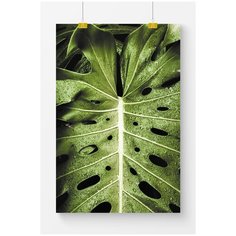 Постер для интерьера Postermarkt Темная монстера, 40х50 см, в тубусе