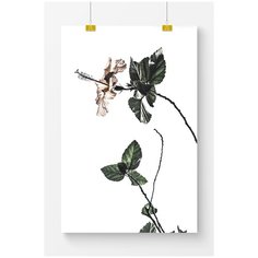 Постер на стену для интерьера Postermarkt Фотография цветка, размер 50х70 см, постеры картины для интерьера в тубусе