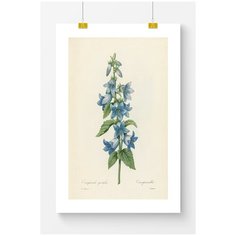 Винтажный постер Postermarkt Ботаническая иллюстрация цветов, размер 50х70 см, постер в тубусе, постер №8