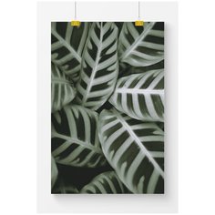 Постер на стену для интерьера Postermarkt Листья с белыми полосами, размер 60х90 см, постеры картины для интерьера в тубусе