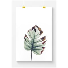 Постер на стену для интерьера Postermarkt Сухая монстера на белом фоне, размер 40х50 см, постеры картины для интерьера в тубусе