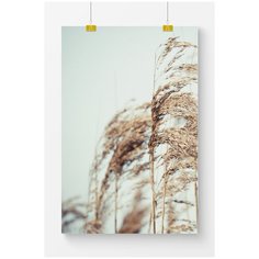 Постер на стену для интерьера Postermarkt Колосья на голубом фоне №1, размер 60х90 см, постеры картины для интерьера в тубусе