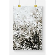 Постер на стену для интерьера Postermarkt Зимние растения №1, размер 60х90 см, постеры картины для интерьера в тубусе