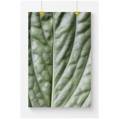 Постер на стену для интерьера Postermarkt Макро фотография листка №2, размер 40х50 см, постеры картины для интерьера в тубусе