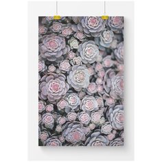 Постер на стену для интерьера Postermarkt Розово серые суккуленты, размер 40х50 см, постеры картины для интерьера в тубусе