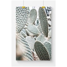 Постер на стену для интерьера Postermarkt Кактусы, размер 60х90 см, постеры картины для интерьера в тубусе