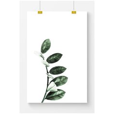 Постер на стену для интерьера Postermarkt Растение №9, размер 40х50 см, постеры картины для интерьера в тубусе