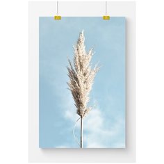 Постер на стену для интерьера Postermarkt Колос на фоне голубого неба, размер 70х100 см, постеры картины для интерьера в тубусе
