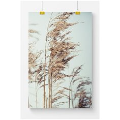 Постер на стену для интерьера Postermarkt Колосья на голубом фоне №2, размер 50х70 см, постеры картины для интерьера в тубусе