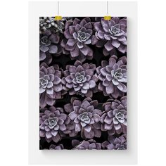 Постер на стену для интерьера Postermarkt Фиолетовые суккуленты №2, размер 70х100 см, постеры картины для интерьера в тубусе