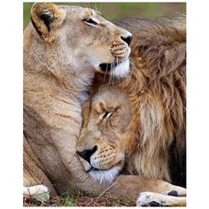 Ah09901 Алмазная мозаика Алмазное Хобби "Лев и львица: на траже сна"