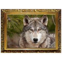 NR-66 Алмазная мозаика Милато "Суровый взгляд" Milato