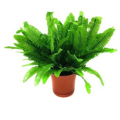 Искусственный папоротник в горшке/Искусственные цветы для декора/ искусственные цветы для декора в горшках/ искусственные цветы для декора в кашпо/ Искусственные растения/ искусственные цветы в кашпо Holodilova