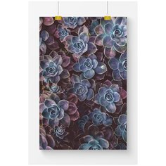 Постер на стену для интерьера Postermarkt Фиолетовые суккуленты №1, размер 40х50 см, постеры картины для интерьера в тубусе