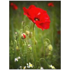 Алмазная мозаика Алмазная Фея A-0322. Дикий мак