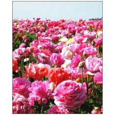 Алмазная мозаика Алмазная Фея A-0211. Дикие пионы