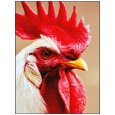 Алмазная мозаика Алмазная Фея A-0289. Гребешок